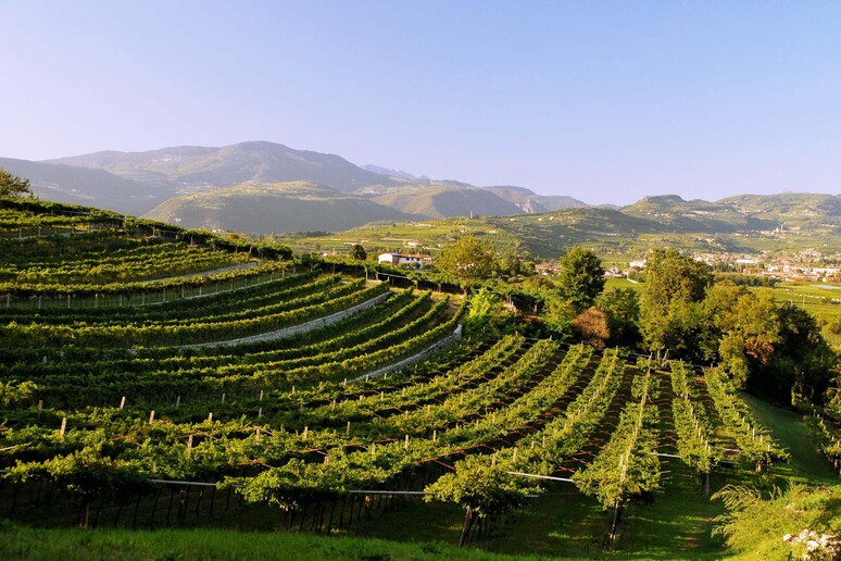 Consorzio Vini Valpolicella, vendemmia in flessione del 5% - RIPRODUZIONE RISERVATA