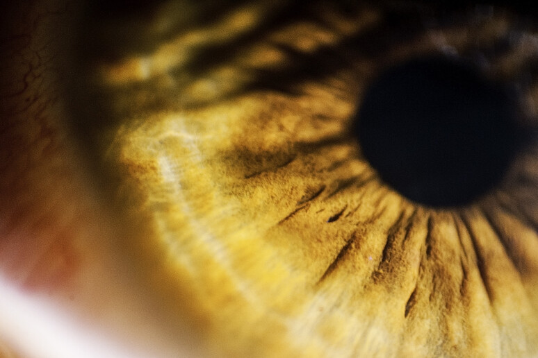 Scoperte le cellule staminali della retina (fonte:  Michele M.F. da Flickr CC BY-SA 2.0) - RIPRODUZIONE RISERVATA
