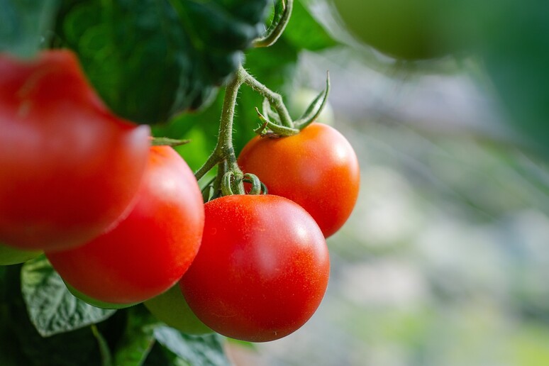 Bloccando due geni sono stati ottenuti pomodori più dolci, senza rinunciare alla grandezza (fonte: Pixabay) - RIPRODUZIONE RISERVATA