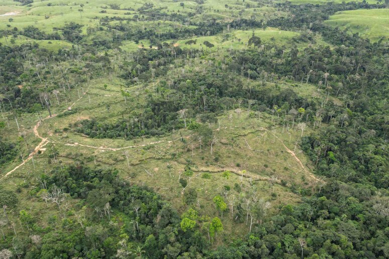 Al via il negoziato Ue sul rinvio della legge sulla deforestazione - RIPRODUZIONE RISERVATA