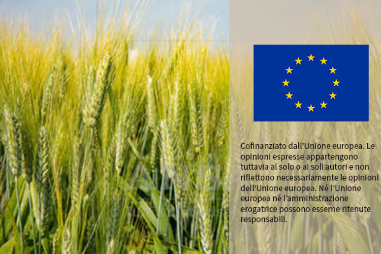 Eurostat, prezzi agricoli in aumento +2,2% a fine 2024 - RIPRODUZIONE RISERVATA