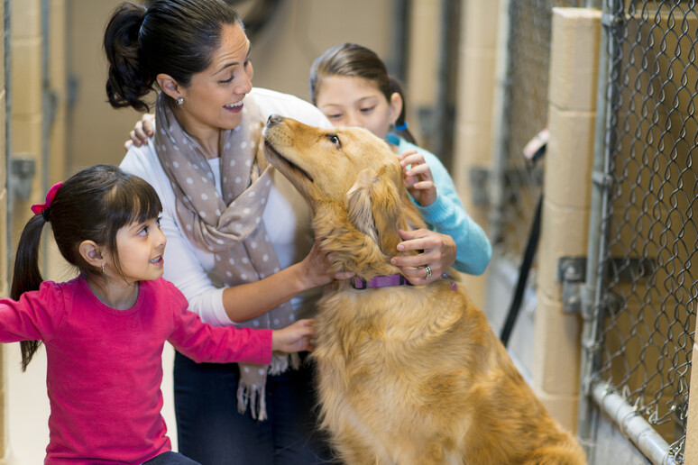 L 'ingresso di un cane in famiglia foto iStock. - RIPRODUZIONE RISERVATA