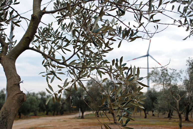 Città dell 'Olio e Città del Vino, no alle speculazioni green - RIPRODUZIONE RISERVATA