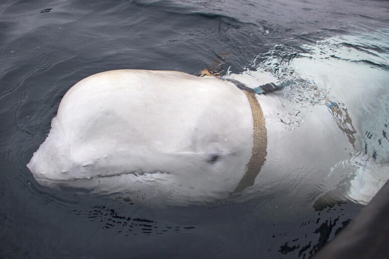 É morto Hvaldimir, beluga  'spia ' che ha conquistato la Norvegia © ANSA/EPA