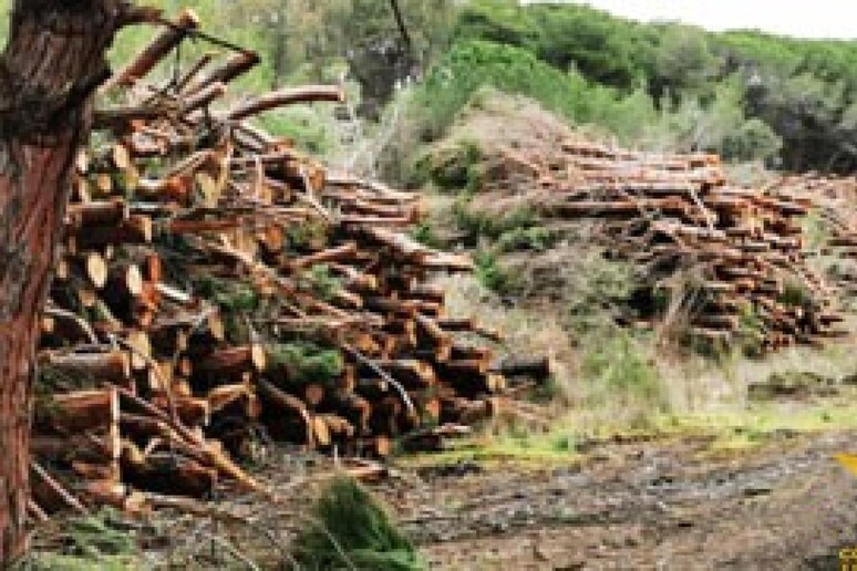 I socialisti sulla deforestazione: "Il Ppe annacqua le norme, la Commissione ritiri la proposta '" - RIPRODUZIONE RISERVATA