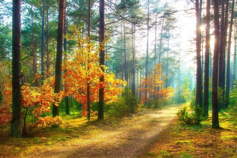 In Lombardia le foreste sono cresciute del 45% in 100 anni - RIPRODUZIONE RISERVATA