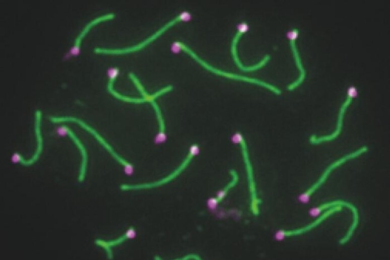 diversi geni del cromosoma Y, se rimossi, impediscono ai topi di riprodursi con successo (fonte: Jeremie Subrini) - RIPRODUZIONE RISERVATA