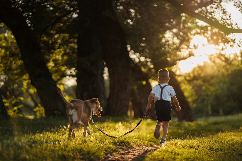 Pediatri e veterinari,troppe aggressioni cani, riforma patentino - RIPRODUZIONE RISERVATA