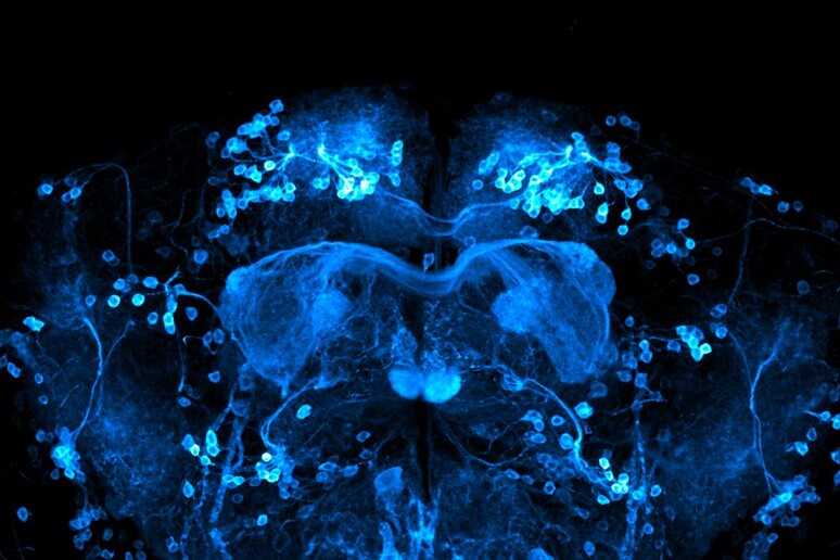 Il cervello di un moscerino della frutta con neuroni attivi (fonte: Vincent Croset da Wikimedia CC BY-SA 4.0) - RIPRODUZIONE RISERVATA