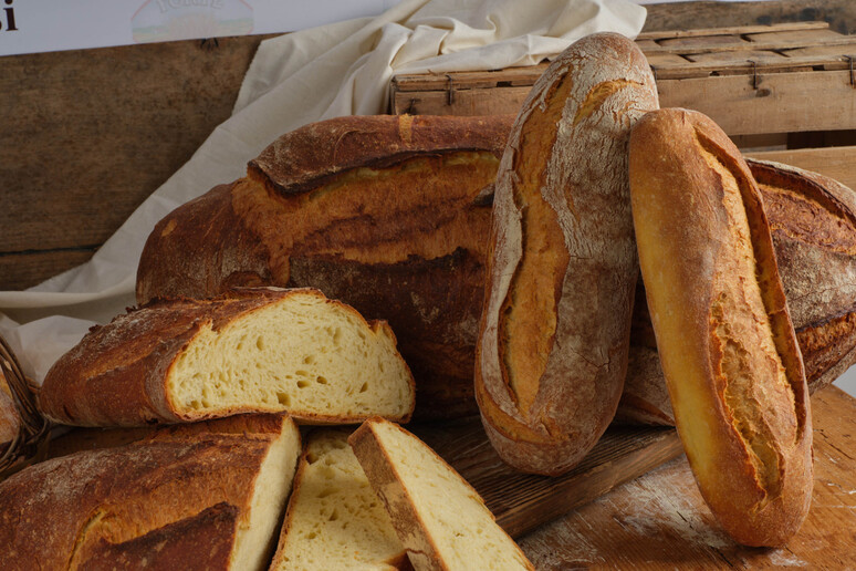 Il pane pugliese è campione di sostenibilità - RIPRODUZIONE RISERVATA