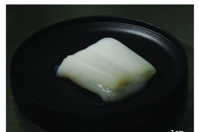 Pollo prodotto con HFB da 1125 fibre  Credito Shoji Takeuchi, Università di Tokyo - RIPRODUZIONE RISERVATA