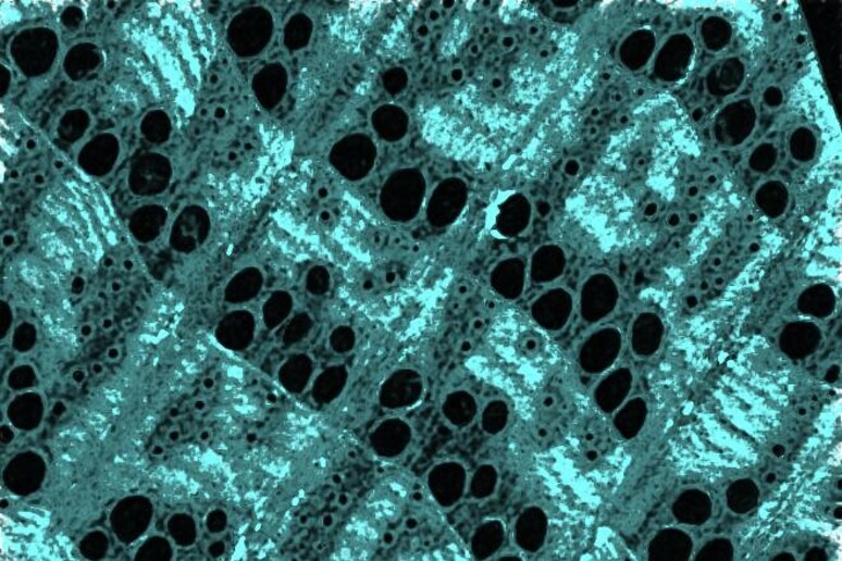 Le nano-particelle di ferro (in turchese) nelle pareti delle cellule del legno (fonte: Florida Atlantic University) - RIPRODUZIONE RISERVATA