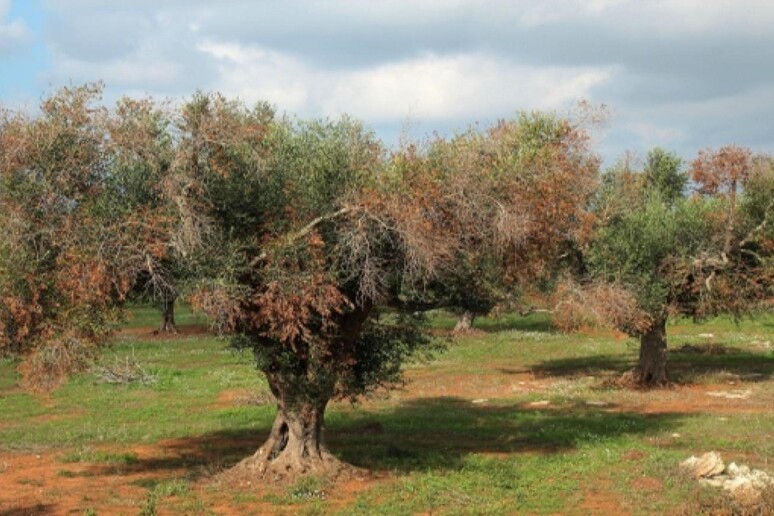 - RIPRODUZIONE RISERVATA
