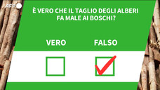 E' vero che il taglio degli alberi fa male ai boschi?